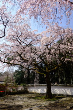 ＠醍醐寺　三宝院