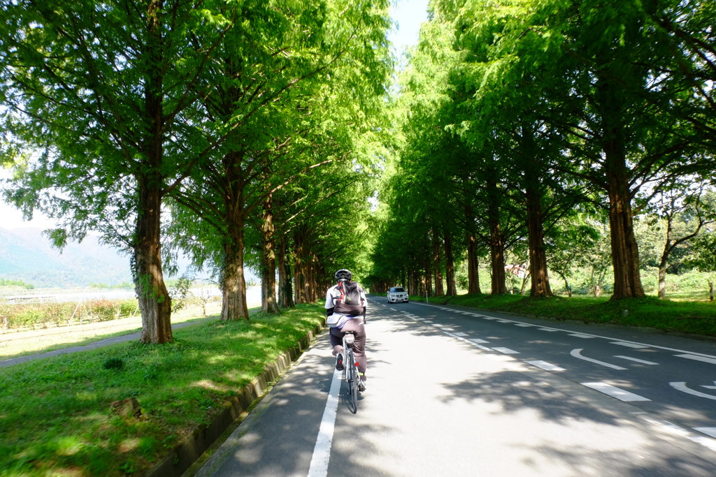 琵琶湖サイクリング　メタセコイア並木