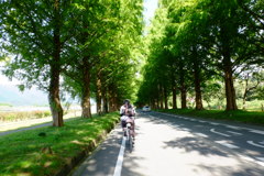 琵琶湖サイクリング　メタセコイア並木