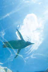 空飛ぶペンギン