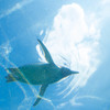 空飛ぶペンギン