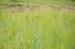 麦畑