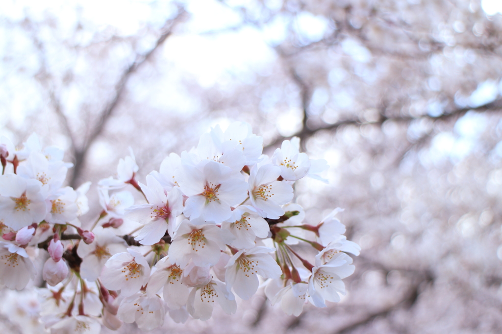 桜満開