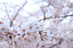 桜満開
