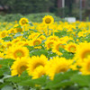 地上の太陽