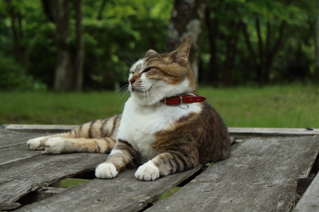 稲荷猫