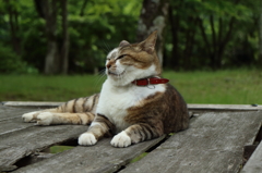 稲荷猫