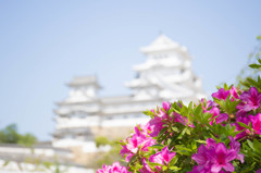 際立つ白さ