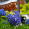 紫陽花