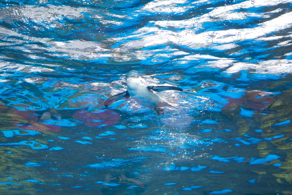 空飛ぶペンギン