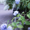 紫陽花②