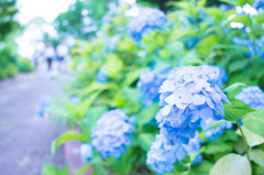 紫陽花①