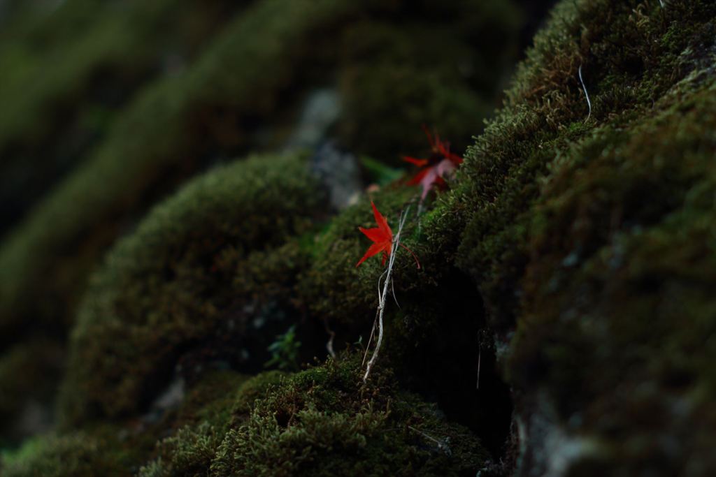 紅の葉
