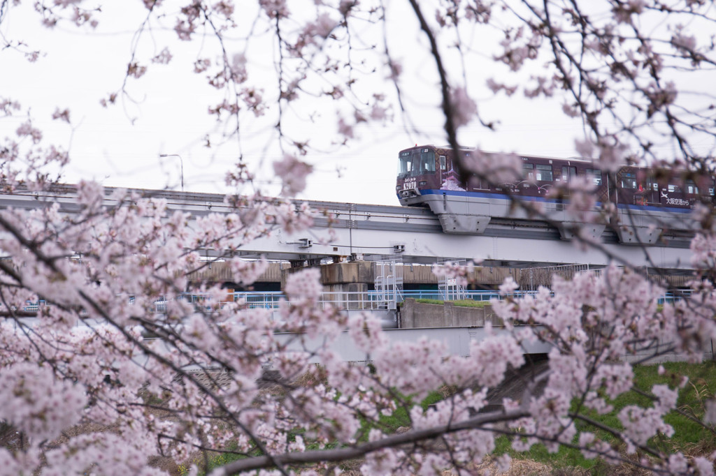 桜とモノレール