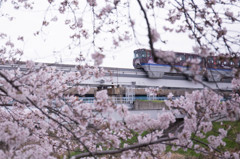 桜とモノレール