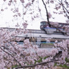 桜とモノレール