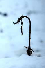 雪