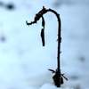 雪