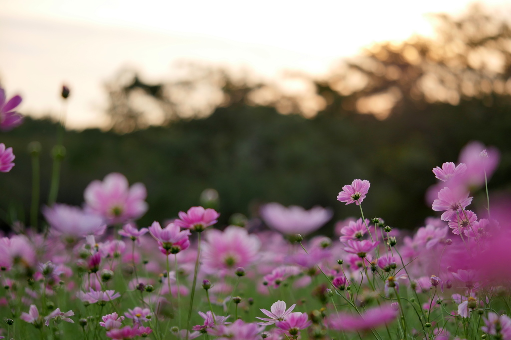 秋桜５