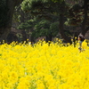 春を駆け抜ける