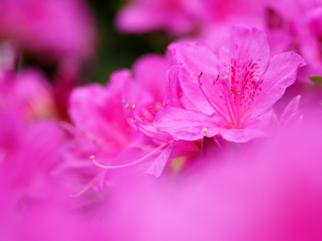 Flowers by Makro T*