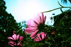 秋桜