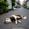 路地でゴロゴロ、気持ちよさそう