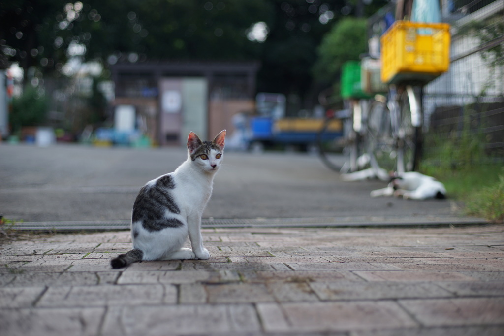 だれか遊んでくれないかな･･･