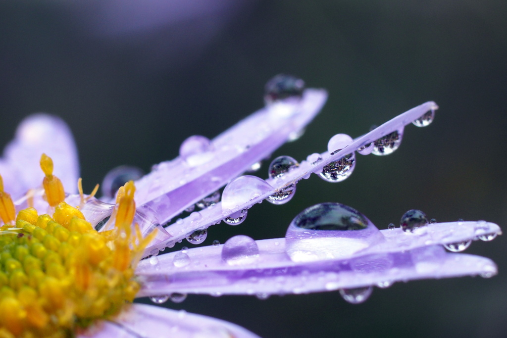 雨上がり、水もしたたたり秋の花