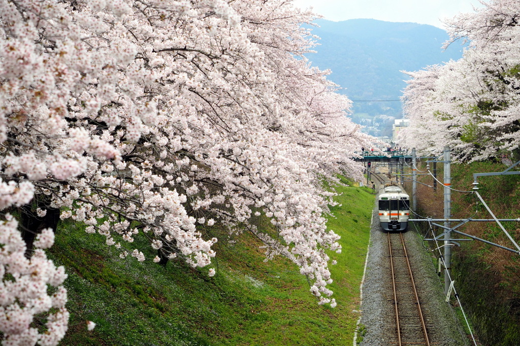花道