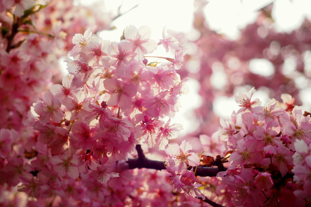 近所の河津桜②