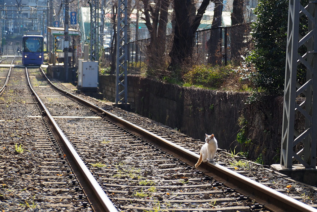 電車、来ますよ〜