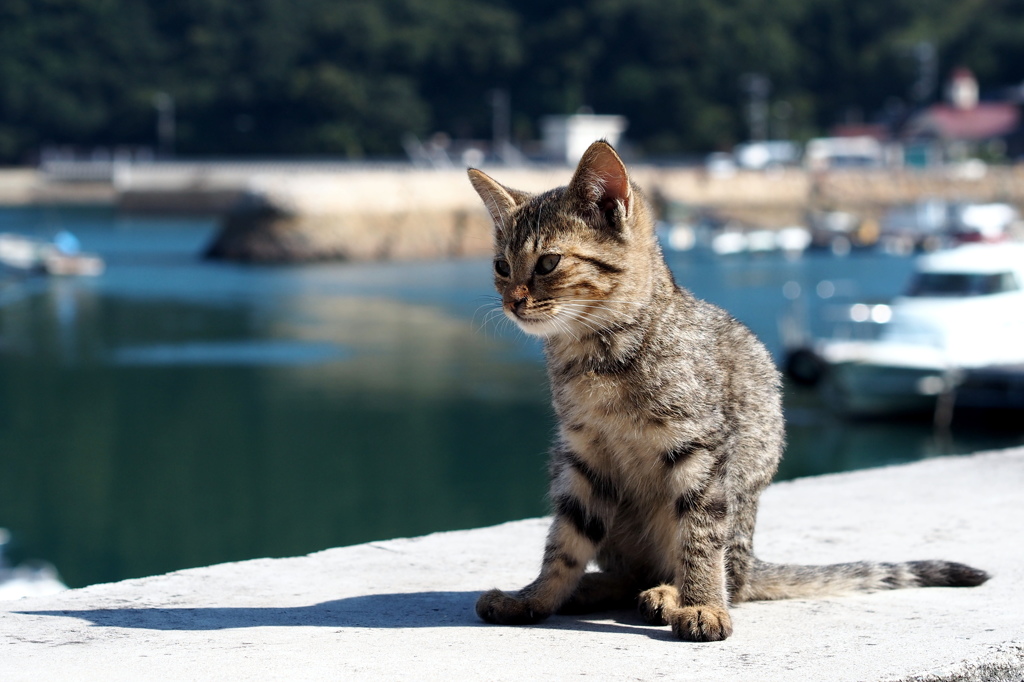 猫島行ってきたよ！