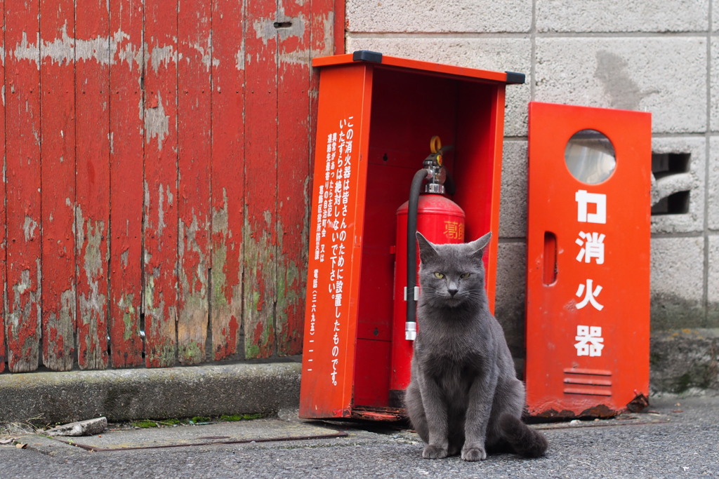 街に住むねこ②