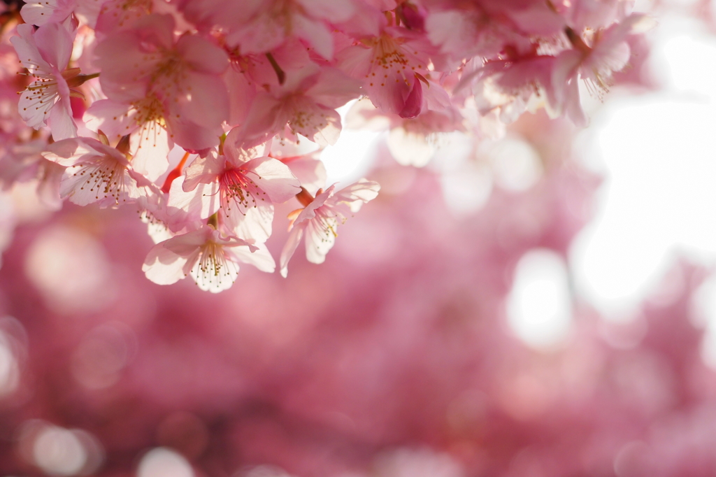 近所の河津桜③