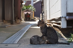 猫島行ってきたよ！