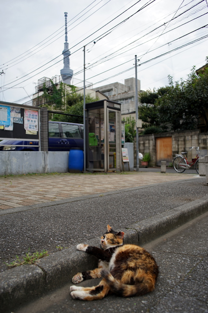 下町のネコは昼寝も上手。路肩を枕に。