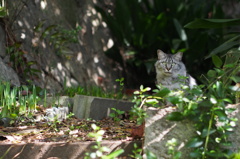 猫島行ってきたよ！