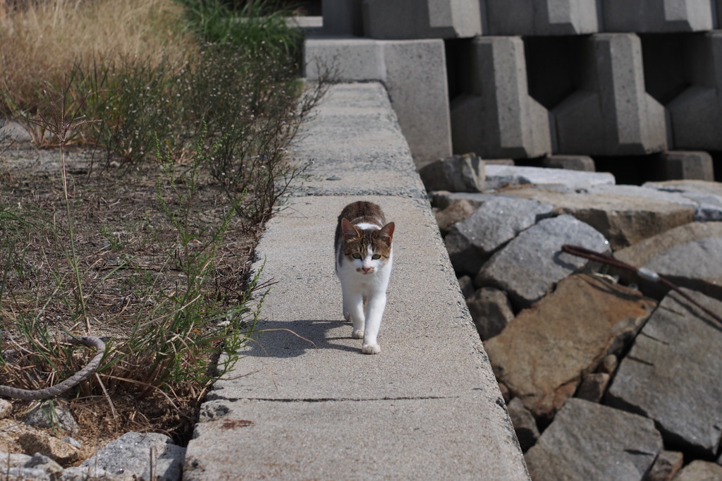 猫島行ってきたよ！