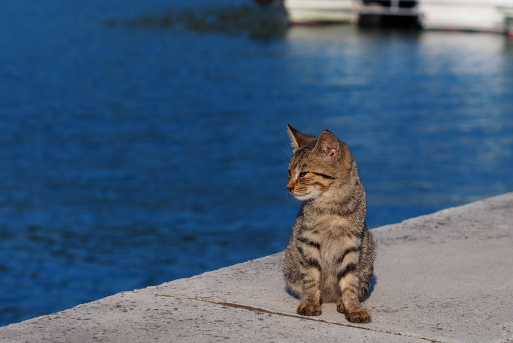 猫島行ってきたよ！