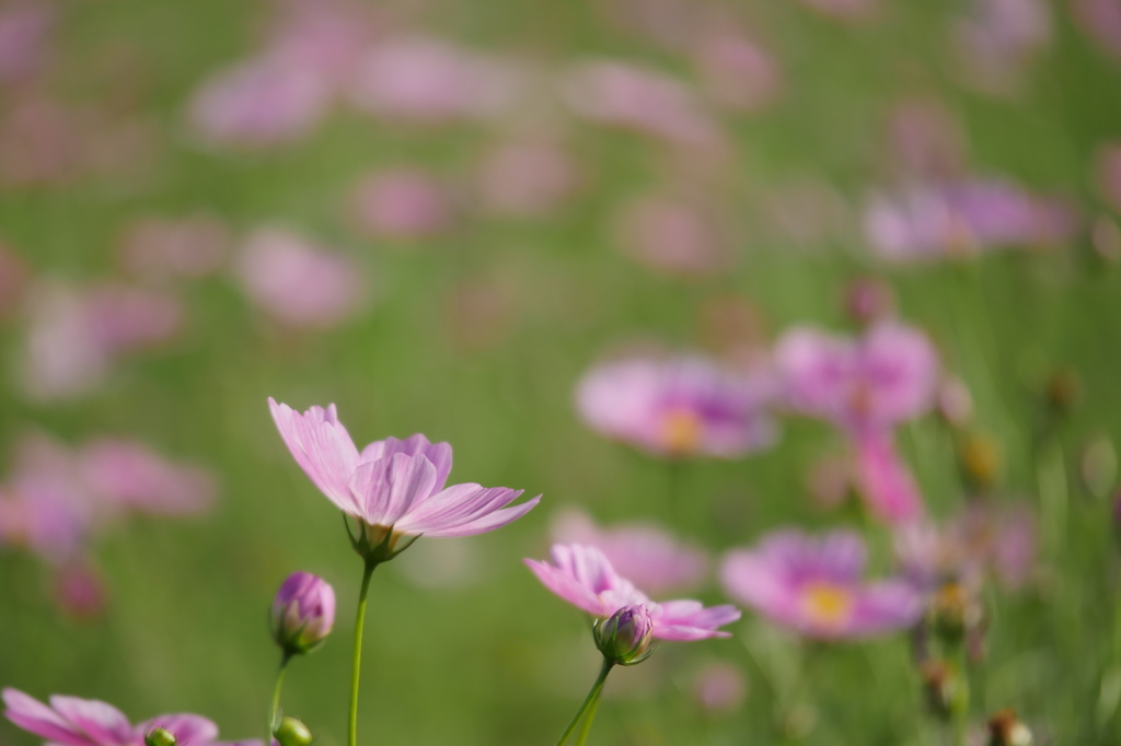 秋桜６