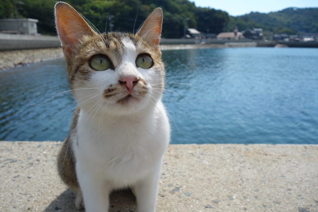猫島行ってきたよ！
