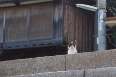 猫島行ってきたよ！