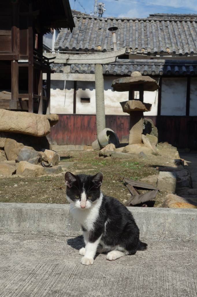 猫島行ってきたよ！