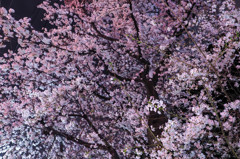 夜桜満開