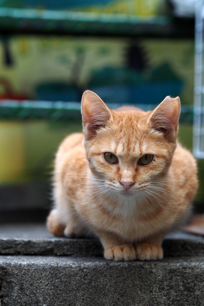 街に住むねこ①
