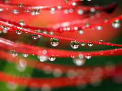 彼岸の朱に、秋雨の雫