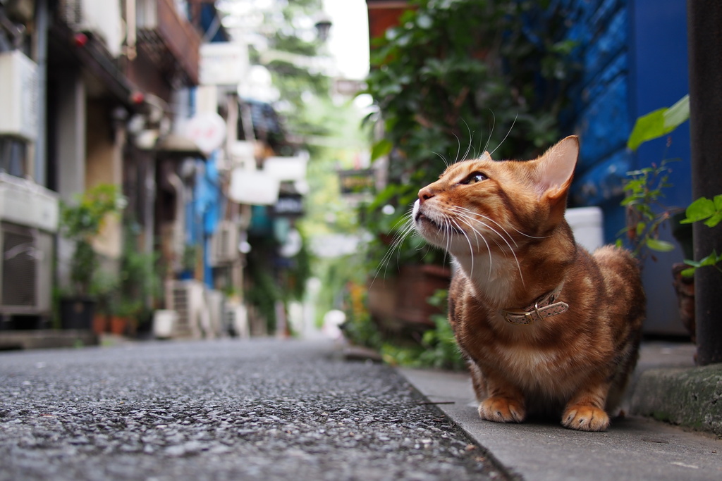 天使の眼差し