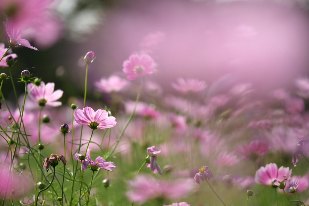 秋桜７