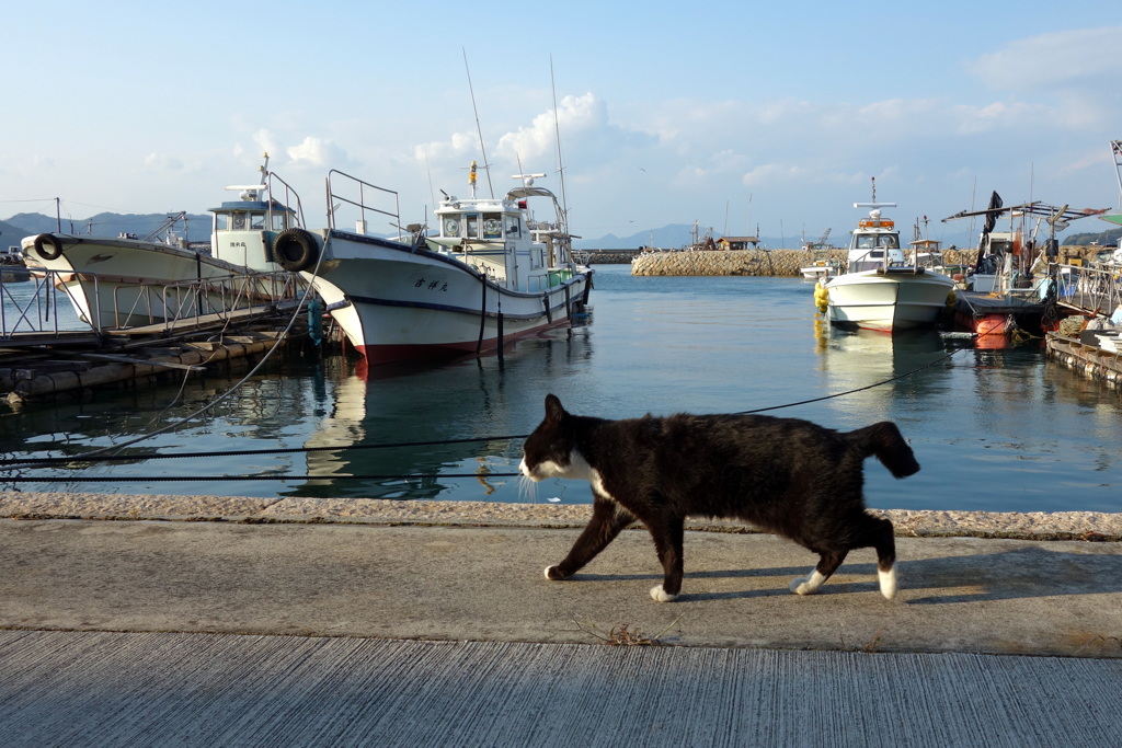 猫島行ってきたよ！